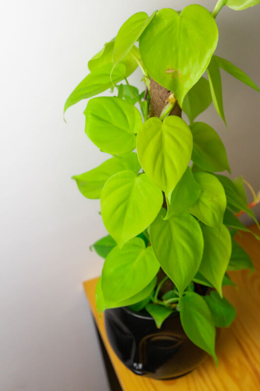 Philodendron in Pot