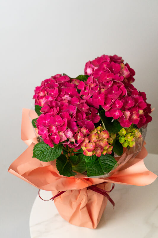 Hydrangea in Pot